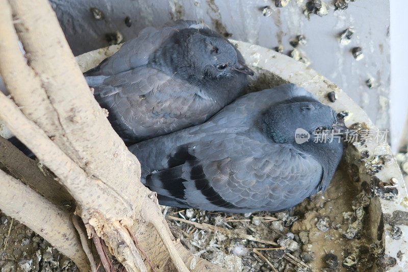 野鸽子在印度阳台上筑巢，鸽子在花盆里筑巢，露台瓷砖和墙壁上有肮脏的鸟粪，两周大的乳鸽/鸽子宝宝的巢，准备飞离巢，等待父母的喂养